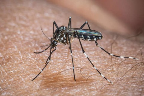 Chikungunya volta a atacar nos Estados Unidos
